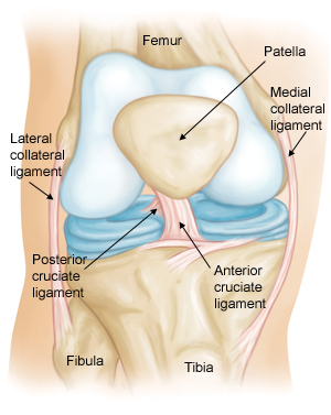ACL injuries account for 40% of all sports injuries (c) OrthoInfo website